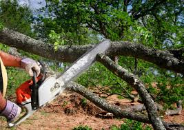 Best Tree Preservation Services  in Lesslie, SC