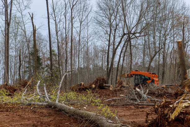 Best Storm Damage Tree Cleanup  in Lesslie, SC