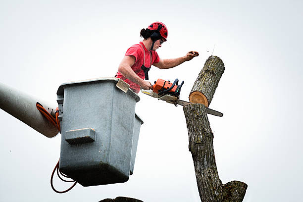 Professional Tree Removal Services in Lesslie, SC